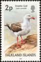 Dolphin Gull (Larus scoresbii)