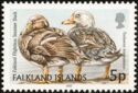 Falkland Flightless Steamer Duck (Tachyeres brachypterus)