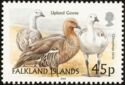 Upland Goose (Chloephaga picta)