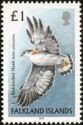 Red-backed Hawk (Buteo polyosoma)