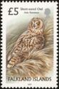Short-eared Owl (Asio flammeus)