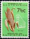 Maize (Zea mays)