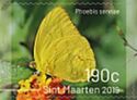 Cloudless Sulphur (Phoebus sennae)