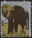 African Fauna - elephant