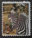 African Fauna - Zebra