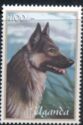 German Shepherd (Canis lupus familiaris)