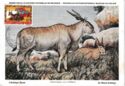 Common Eland (Taurotragus oryx) & Zebra (Equus quagga)