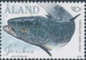 Atlantic Salmon (Salmo salar)