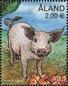 Piglet (Sus scrofa domesticus)