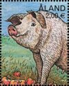 Adult Pig (Sus scrofa domesticus)