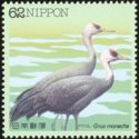Hooded Crane (Grus monacha)