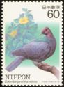 Japanese Wood Pigeon (Columba janthina ssp. nitens)