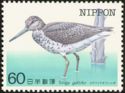 Nordmann's Greenshank (Tringa guttifer)