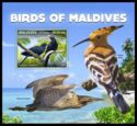Birds of Maldives