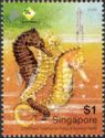 Common Spotted Seahorse (Hippocampus kuda)