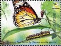 Common Tiger Butterfly (Danaus genutia)