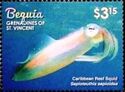 Caribbean Reef Squid (Sepioteuthis sepioidea)