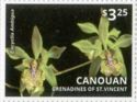 Encyclia ambigua