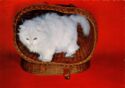 Gatto bianco dentro a cestino