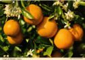 Oranges and blossoms