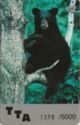 Black bear (Ursus americanus)