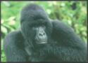 Mountain Gorilla