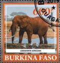 Loxodonta Africana