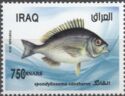 Black Seabream (Spondyliosoma cantharus)