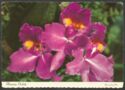 Hawaii. Orchids