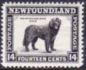 Newfoundland Dog (Canis lupus familiaris)