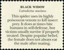 Southern Black Widow (Latrodectus mactans)