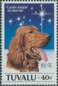 Irish Setter (Canis lupus familiaris)
