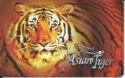 Asian Tiger