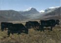 Cattle in South Greenland