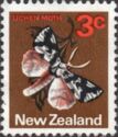 South Island Lichen Moth (Declana egregia)