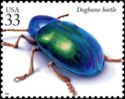 Dogbane Beetle (Chrysochus auratus)