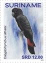 Glossy Black Cockatoo (Calyptorhynchus lathami)