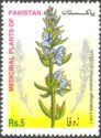 Hyssop