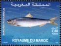 European Pilchard (Sardina pilchardus)