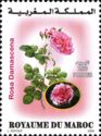 Damask Rose