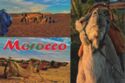 Morocco. Camel