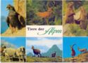Tiere der Alpen