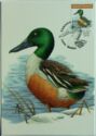 Northern Shoveler (Spatula clypeata)