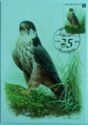 Eurasian Hobby (Falco subbuteo)