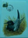 Black Tern (Chlidonias niger)
