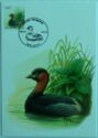 Little Grebe (Tachybaptus ruficollis)