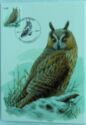 Long-eared Owl (Asio otus)
