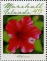 Hibiscus (Hibiscus rosa-sinensis)
