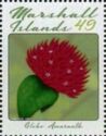 Globe Amaranth
