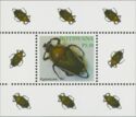 Derbys Flower Beetle (Dicronorrhia debryana)